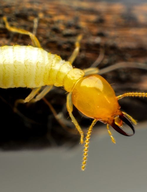 termite